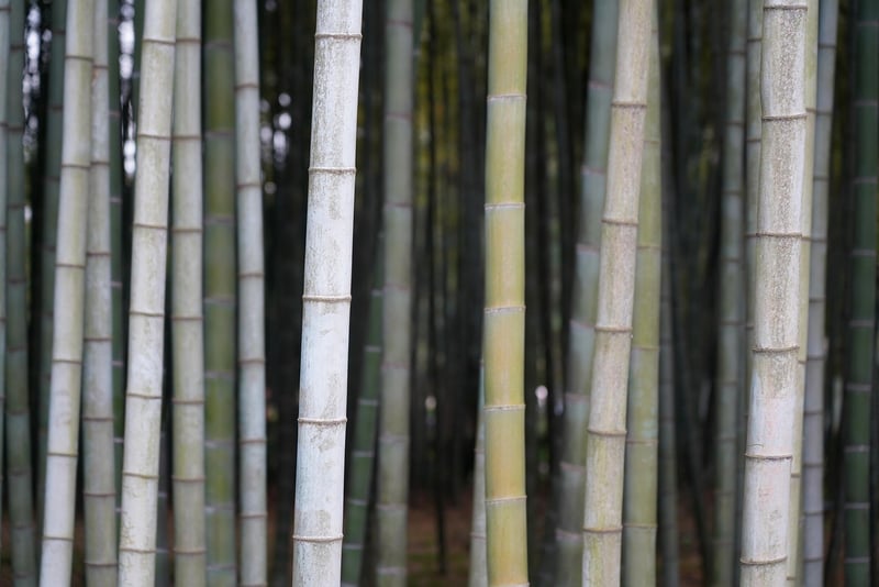 Bamboo Planter